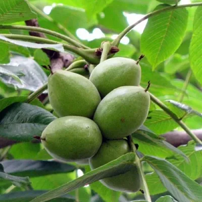 Орех маньчжурский МИЧУРИНЕЦ  Орех маньчжурский МИЧУРИНЕЦ в Ставрополе