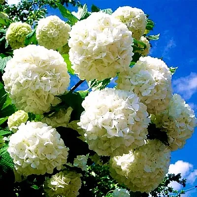 Калина БУЛЬДЕНЕЖ в Ставрополе