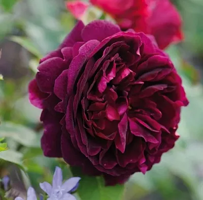 Саженцы роз МАНСТЕД ВУД английская  Саженцы роз МАНСТЕД ВУД английская в Ставрополе