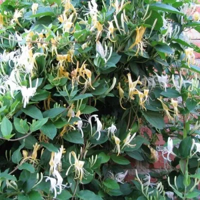 Жимолость ХАЛЛИАНА японская (Хелиана) — описание сорта Жимолость ХАЛЛИАНА японская (Хелиана) в Ставрополе