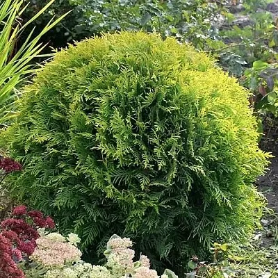 Туя ЕЛЛОУ ГЛОБ западная  Туя ЕЛЛОУ ГЛОБ западная в Ставрополе