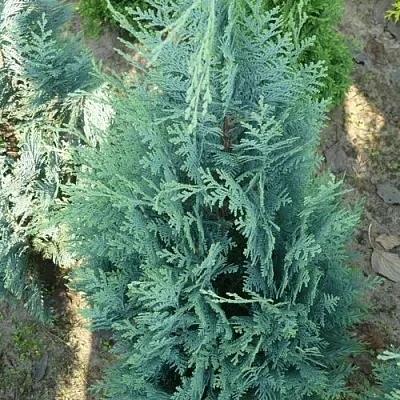 Кипарисовик КОЛУМНАРИС лавсона  Кипарисовик КОЛУМНАРИС лавсона в Ставрополе