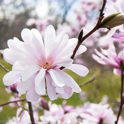 Магнолия РОЗЕЯ  Магнолия РОЗЕЯ в Ставрополе