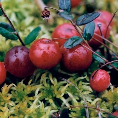 Клюква МАК ФАРЛИН  Клюква МАК ФАРЛИН в Ставрополе