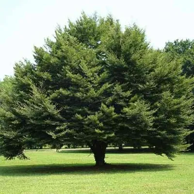 Бук обыкновенный  Бук обыкновенный в Ставрополе