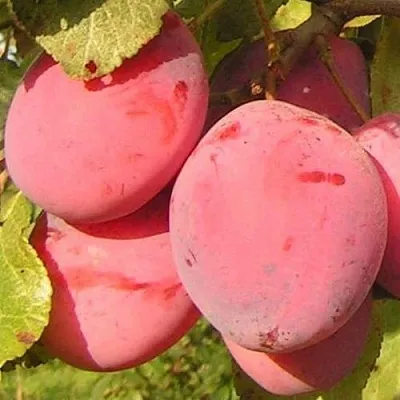 Слива ФАВОРИТЕ ДЕ СУЛТАНО  Слива ФАВОРИТЕ ДЕ СУЛТАНО в Ставрополе