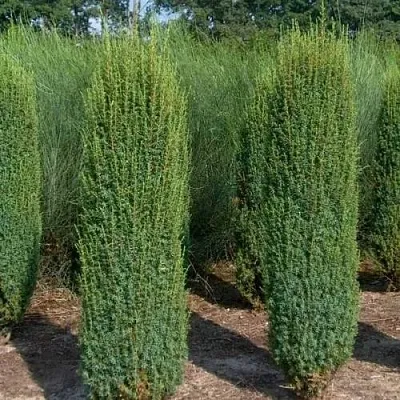 Можжевельник ХИБЕРНИКА обыкновенный  Можжевельник ХИБЕРНИКА обыкновенный в Ставрополе