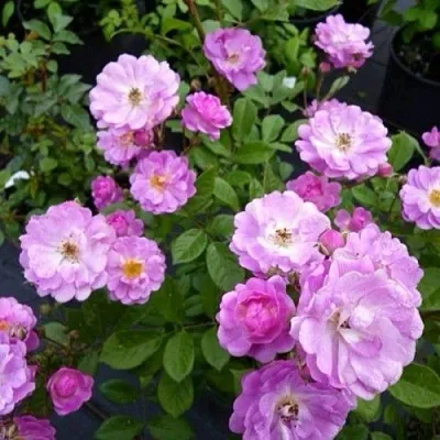 Саженцы роз РАЙМОНД ПРИВАТ полиантовая  Саженцы роз РАЙМОНД ПРИВАТ полиантовая в Ставрополе