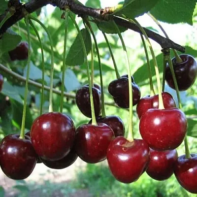 Вишня БЫСТРИНКА в Ставрополе