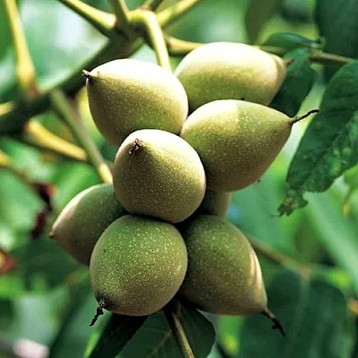 Орех МАНЬЧЖУРСКИЙ  Орех МАНЬЧЖУРСКИЙ в Ставрополе