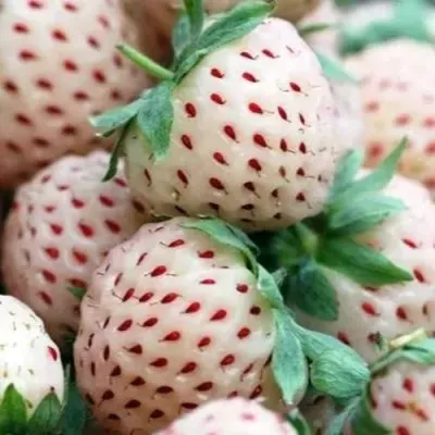 Клубника АНАНАСА ремонтантная в Ставрополе