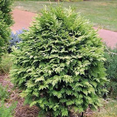 Туя ВАРЕАНА ЛЮТЕСЦЕНС западная  Туя ВАРЕАНА ЛЮТЕСЦЕНС западная в Ставрополе