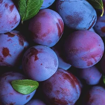 Слива в Ставрополе