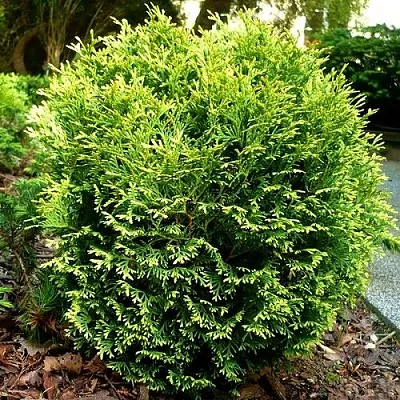 Туя ВОТЕРФИЛД западная  Туя ВОТЕРФИЛД западная в Ставрополе