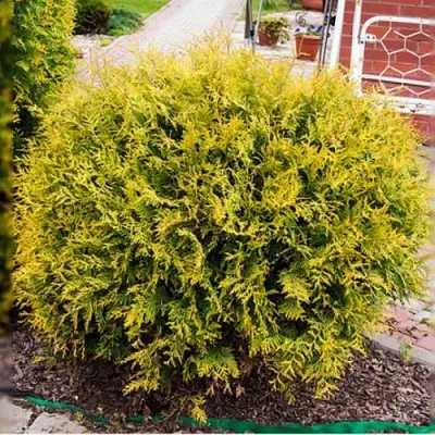 Туя КОЛЛЕРС ГОЛД складчатая  Туя КОЛЛЕРС ГОЛД складчатая в Ставрополе
