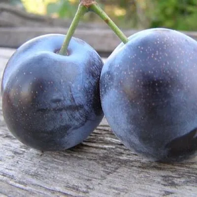 Слива БЛЮФРИ  Слива БЛЮФРИ в Ставрополе