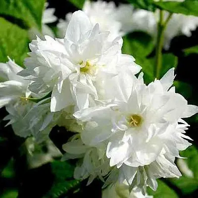 Жасмин ДАМ БЛАНШ  Жасмин ДАМ БЛАНШ в Ставрополе