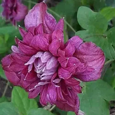 Клематис ПУРПУРЕА ПЛЕНА ЭЛЕГАНС в Ставрополе