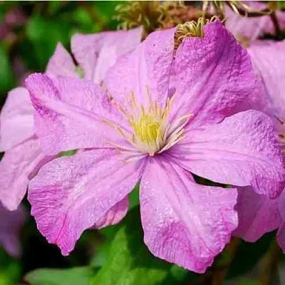 Клематис КОМТЕСС ДЕ БУШО в Ставрополе