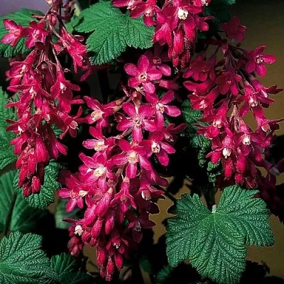 Смородина кроваво-красная  Смородина кроваво-красная в Ставрополе