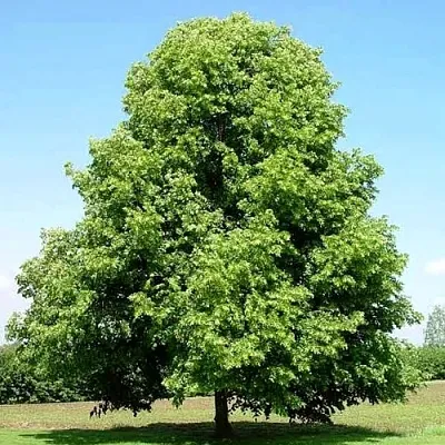 Липа мелколистная  Липа мелколистная в Ставрополе