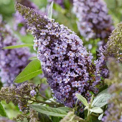 Буддлея давида БАТТЕРФЛЯЙ КАНДИ ЛИЛА СВИТХАРТ  Буддлея давида БАТТЕРФЛЯЙ КАНДИ ЛИЛА СВИТХАРТ в Ставрополе