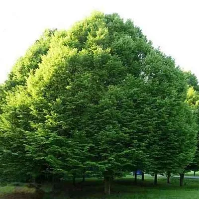 Граб японский  Граб японский в Ставрополе