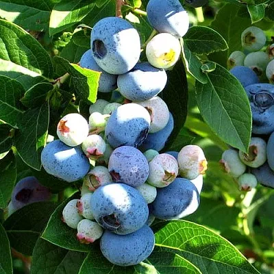 Голубика ВЕЙМУТ  Голубика ВЕЙМУТ в Ставрополе