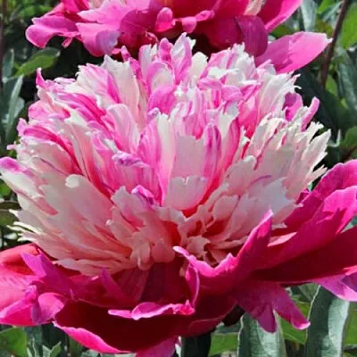 Пион ДЕЙДРИМ травянистый  Пион ДЕЙДРИМ травянистый в Ставрополе
