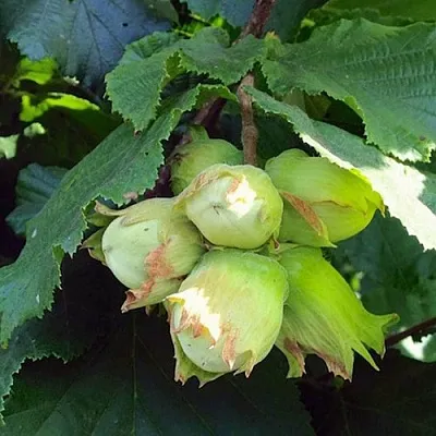 Фундук ТАМБОВСКИЙ РАННИЙ  Фундук ТАМБОВСКИЙ РАННИЙ в Ставрополе