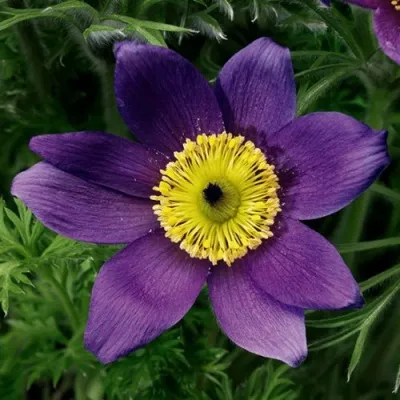 Прострел ПИНВИЛ БЛЮ ШЕЙДЕС в Ставрополе