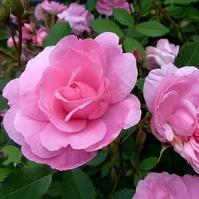 Саженцы роз ДЖОН ДЭВИС плетистая  Саженцы роз ДЖОН ДЭВИС плетистая в Ставрополе