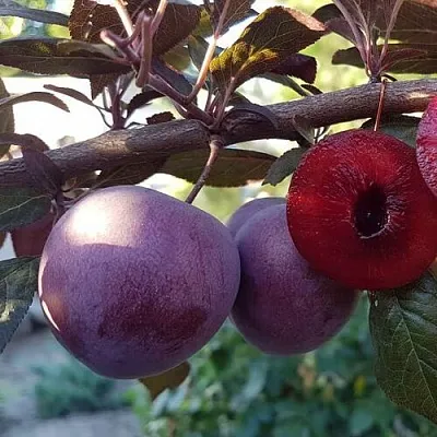 Слива ПАННА   Слива ПАННА  в Ставрополе