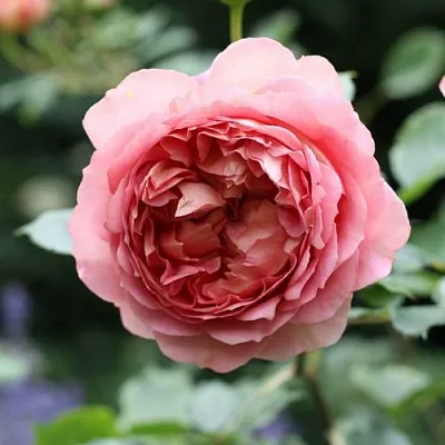 Саженцы роз РИДЖЕНТС ПАРК чайно-гибридная  Саженцы роз РИДЖЕНТС ПАРК чайно-гибридная в Ставрополе