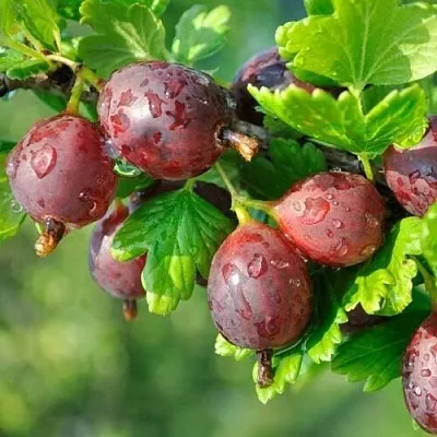 Крыжовник СЕРЕНАДА в Ставрополе