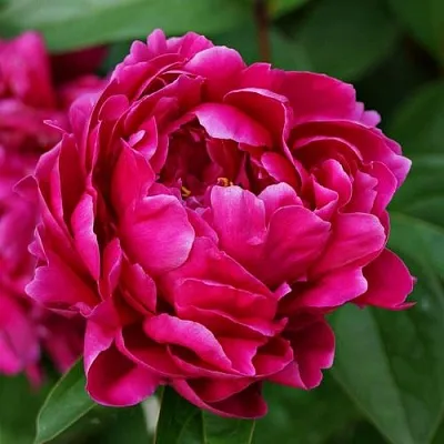 Пион ЛУИ ВАН-ГУТТ травянистый  Пион ЛУИ ВАН-ГУТТ травянистый в Ставрополе