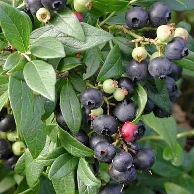 Голубика ПУТТЕ  Голубика ПУТТЕ в Ставрополе