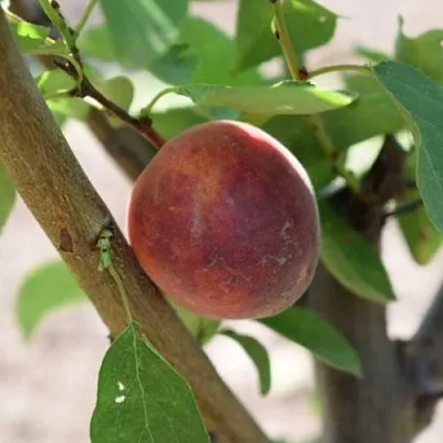 Плумкот БИРИКОККОЛО СУЗИНКОККО  Плумкот БИРИКОККОЛО СУЗИНКОККО в Ставрополе