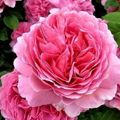 Саженцы роз ПРИНЦЕССА АЛЕКСАНДРА ОФ КЕНТ английская  Саженцы роз ПРИНЦЕССА АЛЕКСАНДРА ОФ КЕНТ английская в Ставрополе