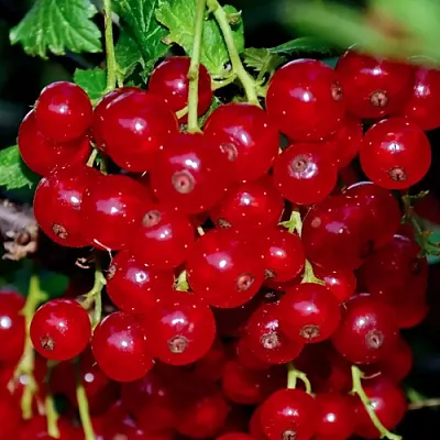 Смородина красная СЕРПАНТИН  Смородина красная СЕРПАНТИН в Ставрополе