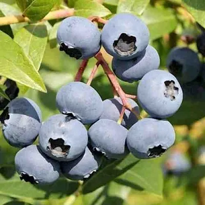 Голубика КРОЭТЭН  Голубика КРОЭТЭН в Ставрополе