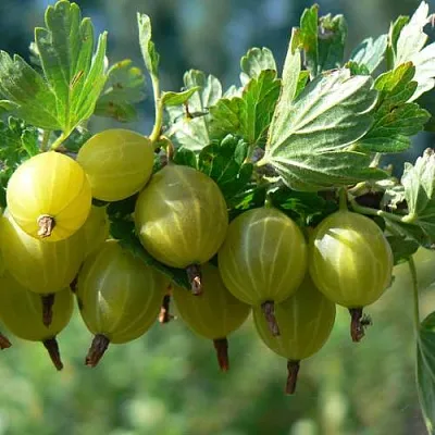 Крыжовник ЮБИЛЕЙНЫЙ в Ставрополе