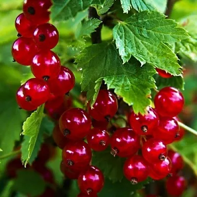Смородина красная РОЛАН  Смородина красная РОЛАН в Ставрополе