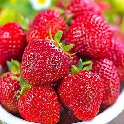 Клубника СИЛЬВИЯ  Клубника СИЛЬВИЯ в Ставрополе