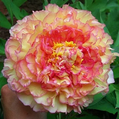 Пионы древовидные в Ставрополе