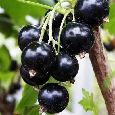 Смородина чёрная ДЕЛИКАТЕСНАЯ  Смородина чёрная ДЕЛИКАТЕСНАЯ в Ставрополе