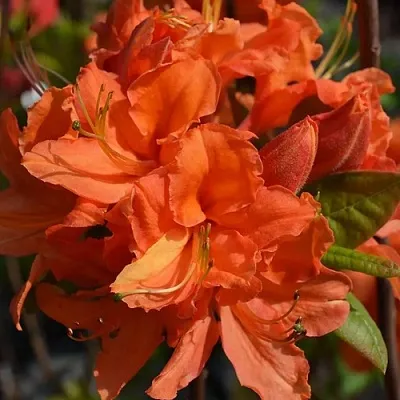 Азалия МАНДАРИН ЛАЙТС листопадная  Азалия МАНДАРИН ЛАЙТС листопадная в Ставрополе