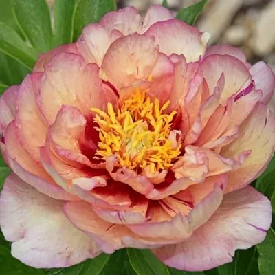 Пион КЭЛЛИС МЕМОРИ ито-гибрид  Пион КЭЛЛИС МЕМОРИ ито-гибрид в Ставрополе