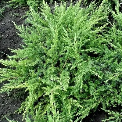 Можжевельник ШЛЯГЕР прибрежный  Можжевельник ШЛЯГЕР прибрежный в Ставрополе