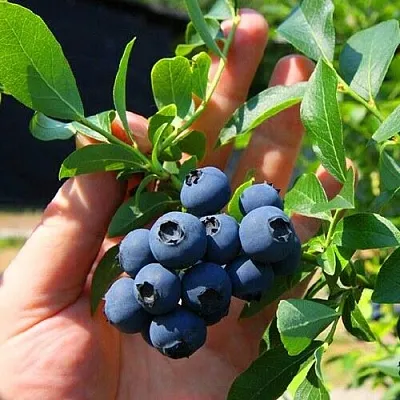 Голубика НОРТ КАНТРИ  Голубика НОРТ КАНТРИ в Ставрополе